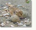 Least Tern Nest