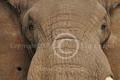 Limited edition nature art print for sale. Windows to Ancient Wisdom -- Bull Elephant. Wildlife photograph:  Elephants, Serengeti, Tarangire, Tanzania, Elephant