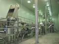 Fresh Cut Potato Processing Equipment