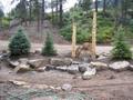 Durango Colorado Trees for Landscaping