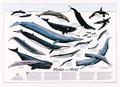 Map-Whales of the World chart