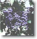 Grape mildew is prevented by sulfur