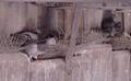 Pigeons building their nests in old plastic spike - what a mess
