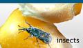 Pest Control Training and More at Insects Limited