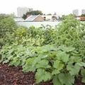 urban farms edible green walls installer