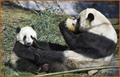 National Zoo Panda Package