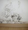 Mold on the Wall, Mold Services in  Westbrook, ME