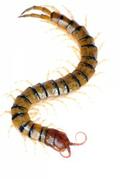 Centipede - Bill Clark Pest Control