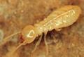 termite worker2 Termite Control Tips For Your Home
