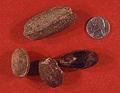 Image5: Fossil seeds