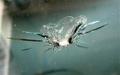 Windshield Glass Rock Chip Repair