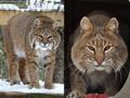 6 Year Old Breeder Pair of Bobcat for sale at GarLyn Zoo