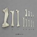 Bone Scaling Femur Set COMP-115
