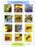 Bees in the Garden PDF