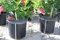 Better Bilt's Top Hat Container Stabilizer and Tree Baskets
