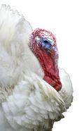 Photo of white turkey
