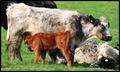 cow calf colostrum
