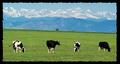 cows in Platteville