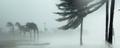 Palms trees on beach during hurricane