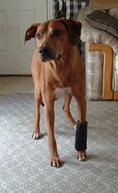 Carpal Support-neoprene brace for dogs front legs providing mild to firm support.