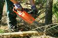Affordable Bronx Tree Service