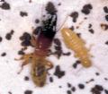 Drywood Termite - Bill Clark Pest Control