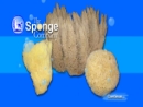 Website Snapshot of Sponge Co.